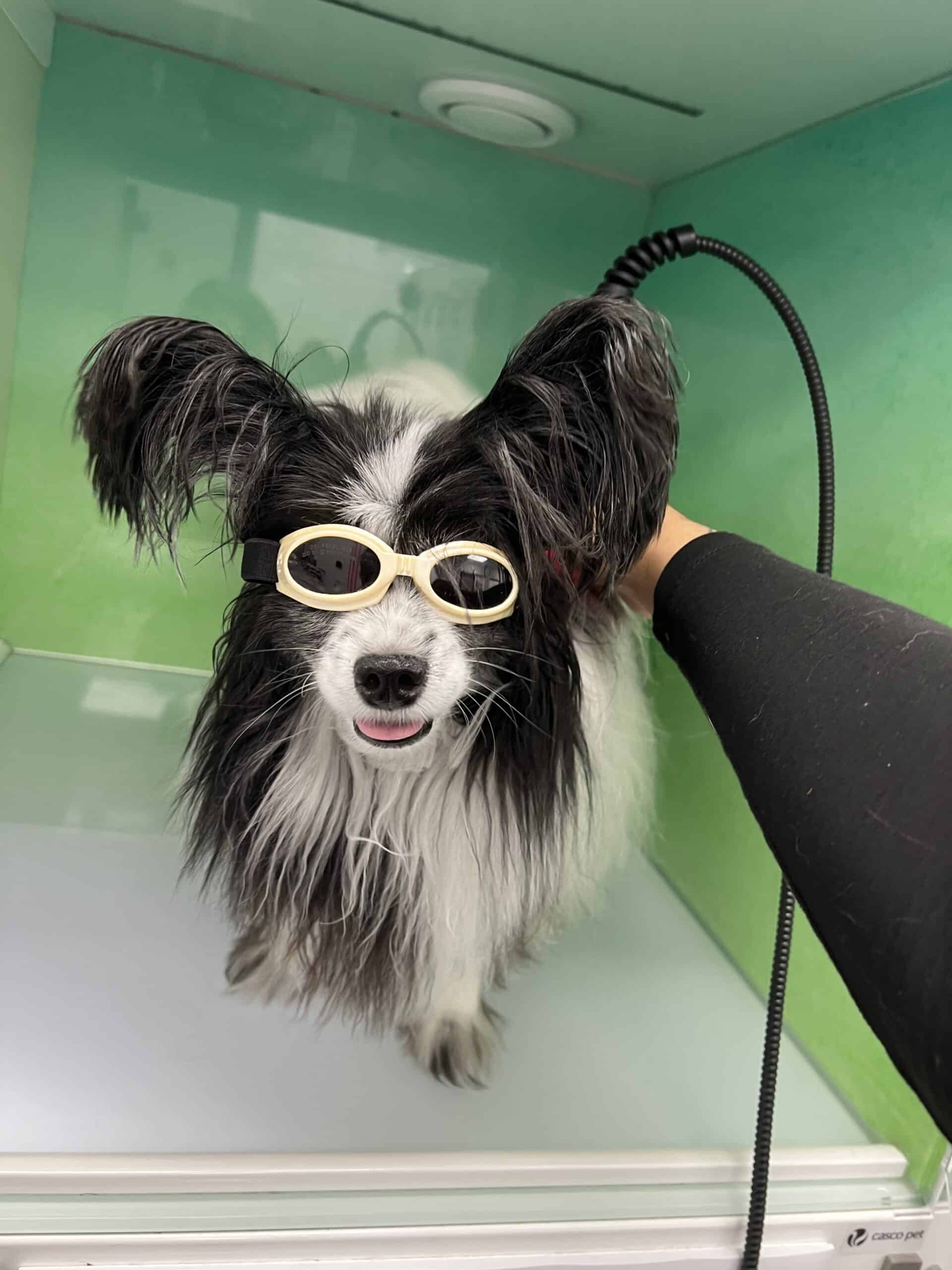 Laser Therapy for Dogs and Cats