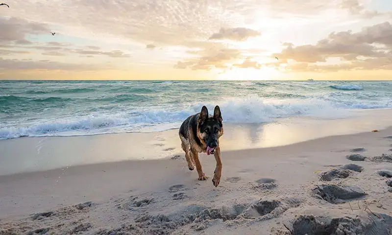 German shepherd on a beach