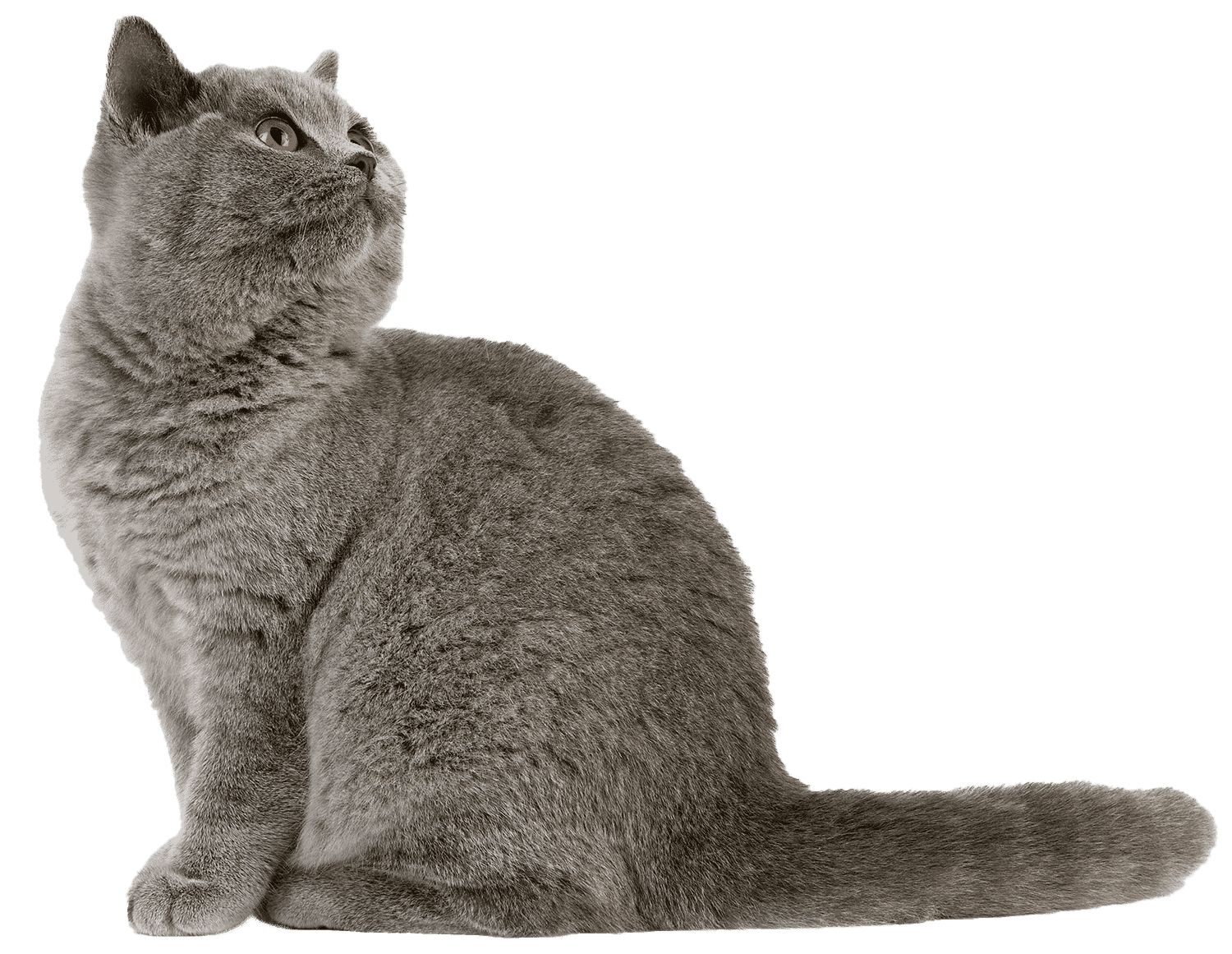 British shorthair cat sitting