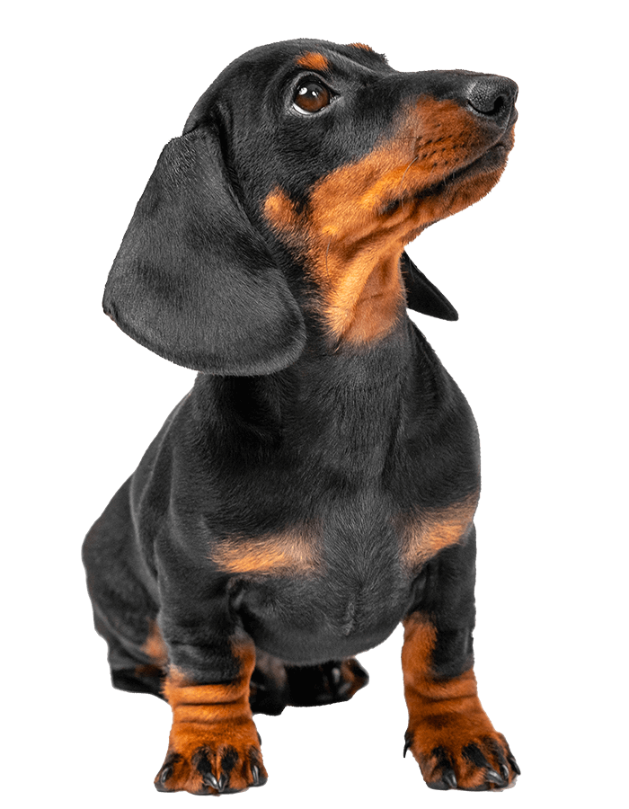 Comprehensive veterinary services for cats and dogs in Delray Beach, FL A dachshund puppy