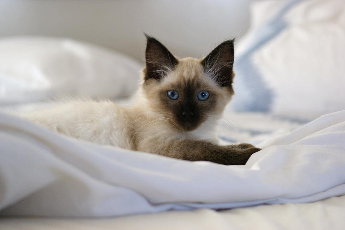 A kitten on a bed A kitten on a bed