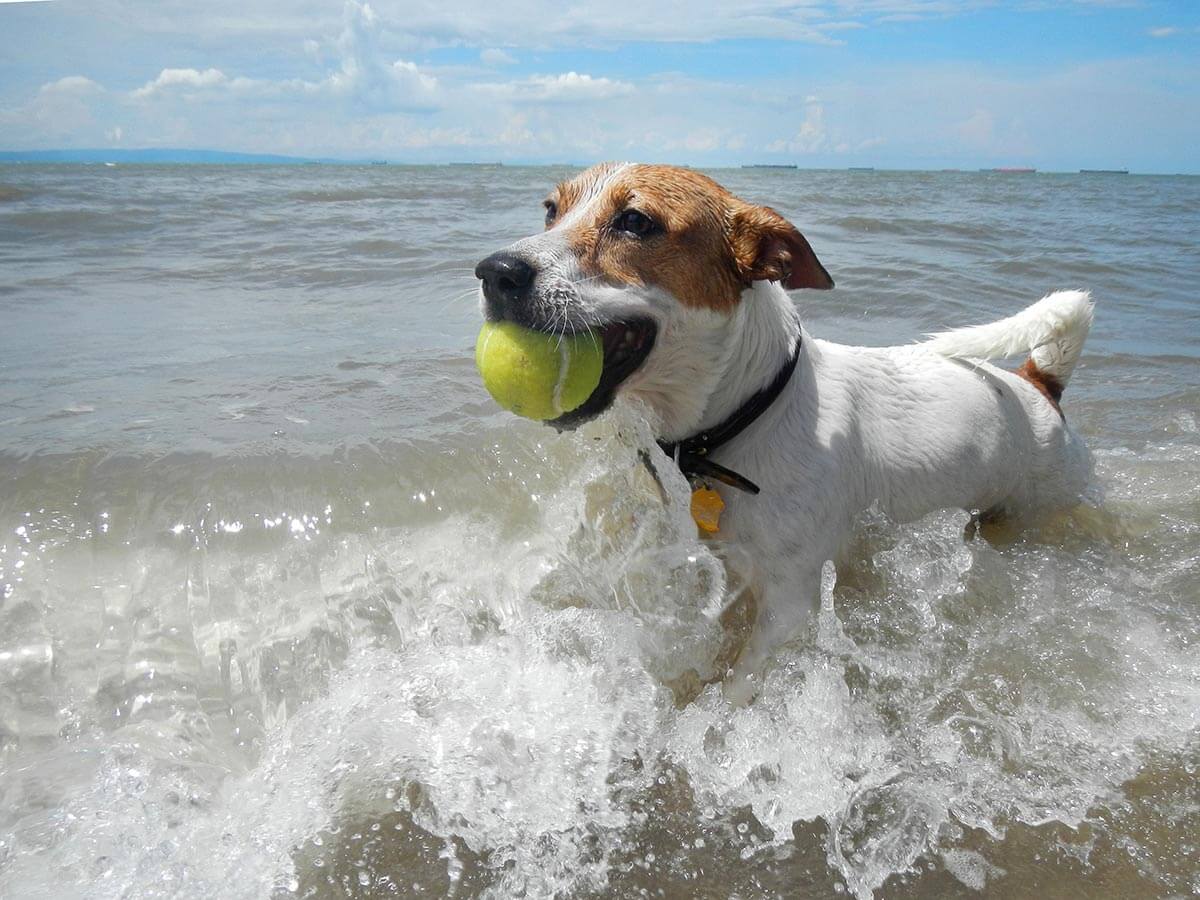 A Jack Russell terrier with a ball A Jack Russell terrier with a ball