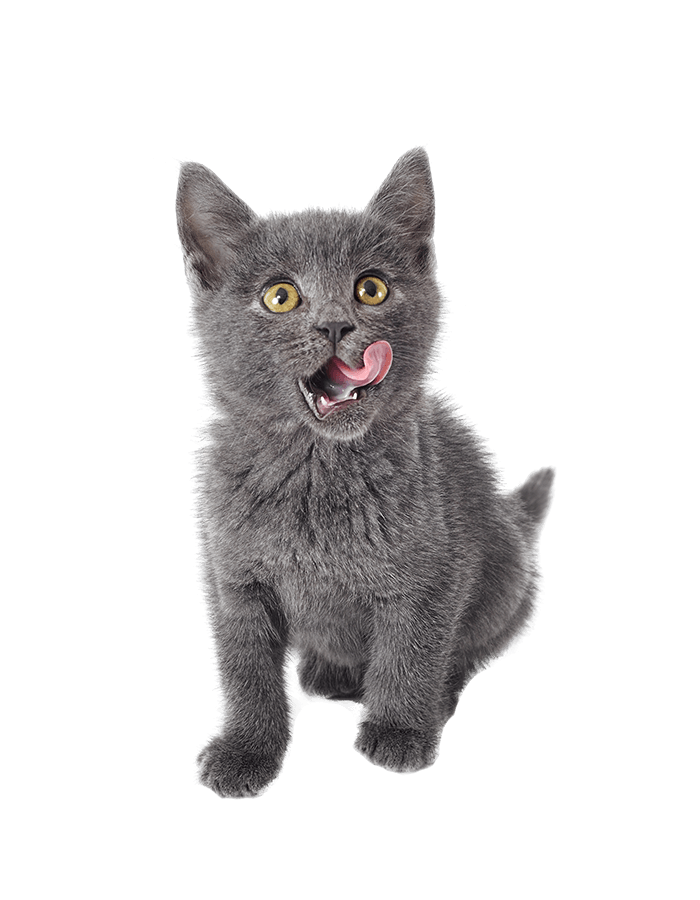 Comprehensive veterinary services for cats and dogs in Delray Beach, FL A grey kitten