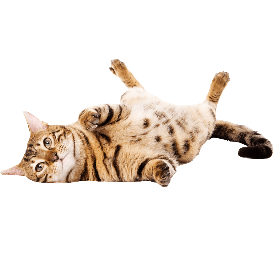 Comprehensive veterinary services for cats and dogs in Delray Beach, FL A cat rolling around