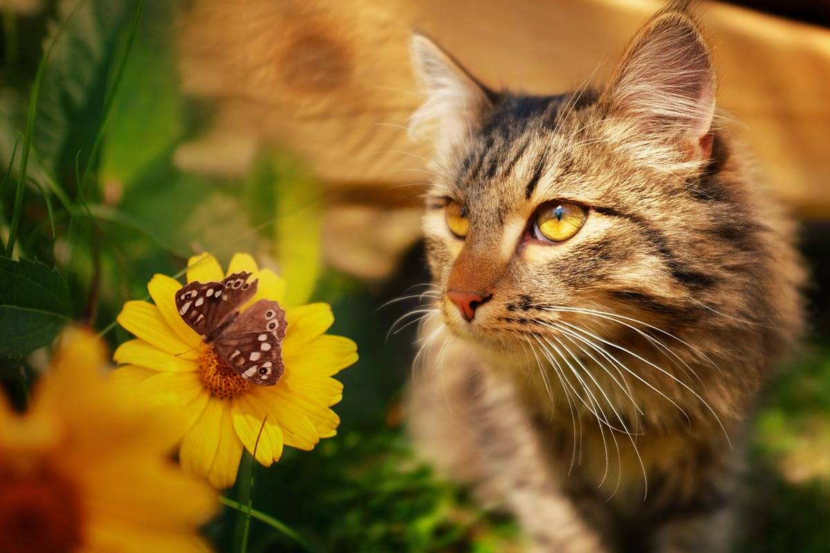 A cat outdoors A cat outdoors