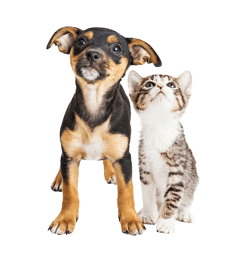 Comprehensive veterinary services for cats and dogs in Delray Beach, FL A kitten and puppy
