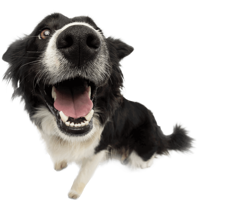 Comprehensive veterinary services for cats and dogs in Delray Beach, FL Australian shepherd sitting and smiling