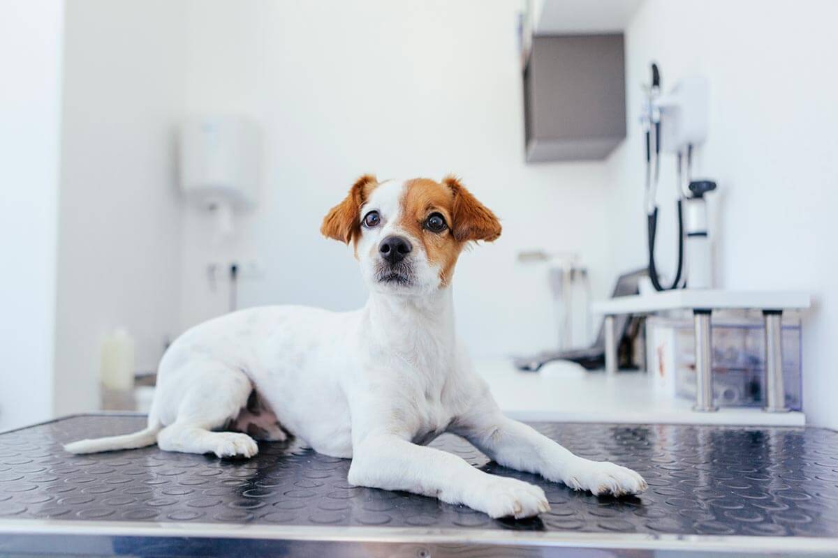 A puppy on a table A puppy on a table