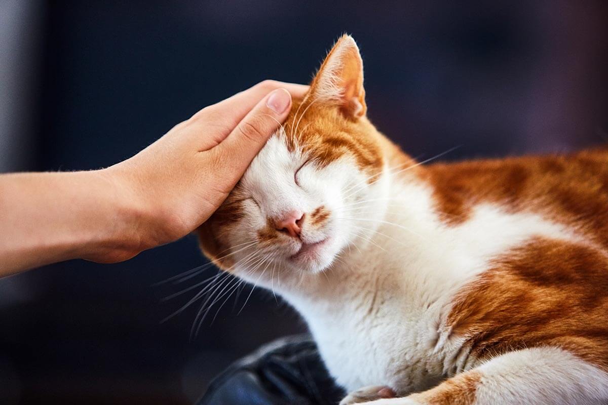 A cat being comforted A cat being comforted
