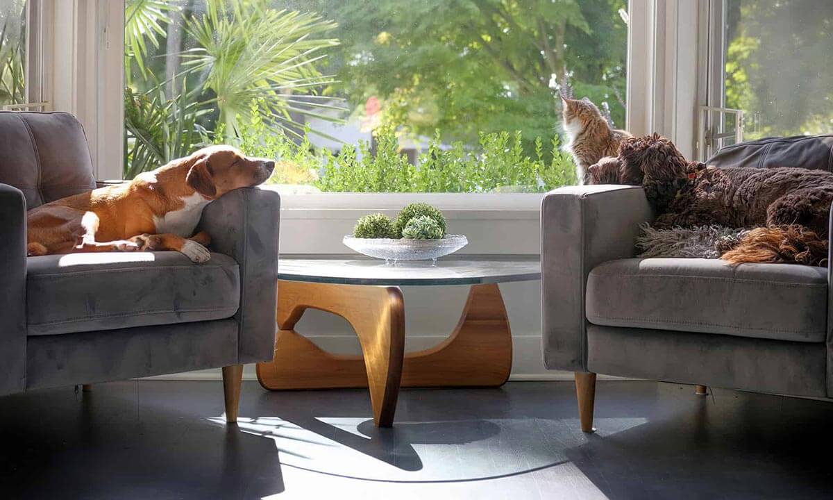 Dogs and a cat sleeping in chairs Dogs and a cat sleeping in chairs