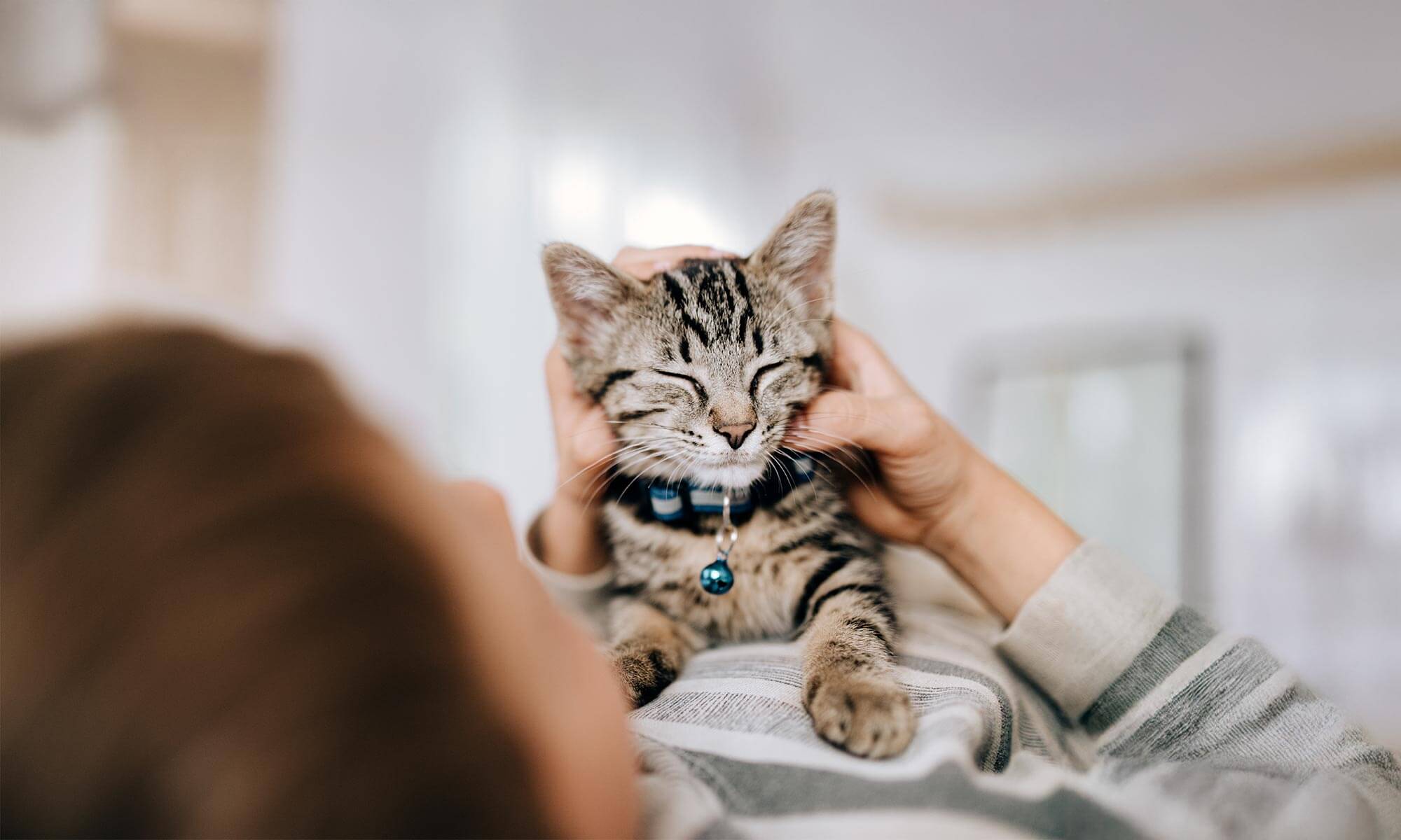 A cat being petted