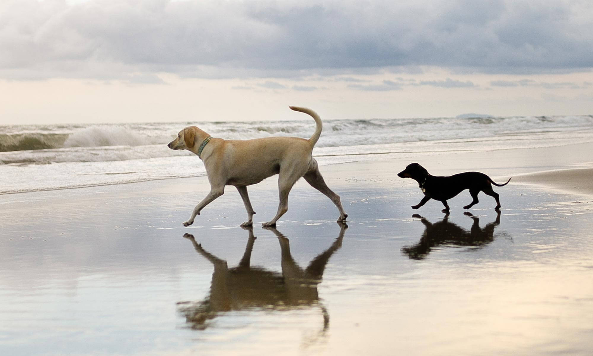 Dogs on a beach