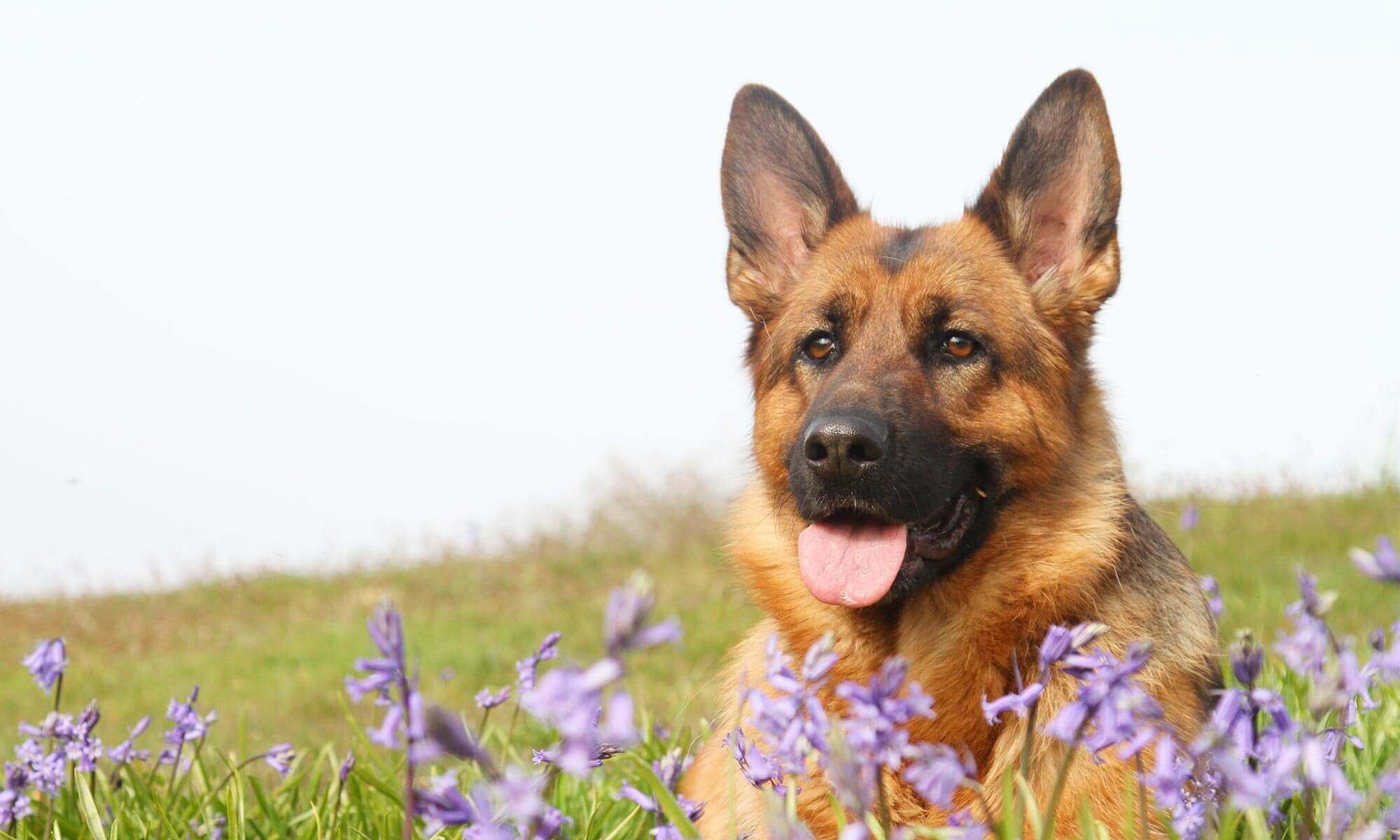 A german shepherd in a field