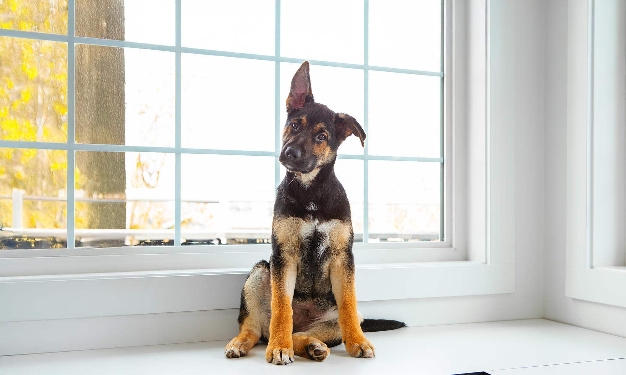 A puppy in the window