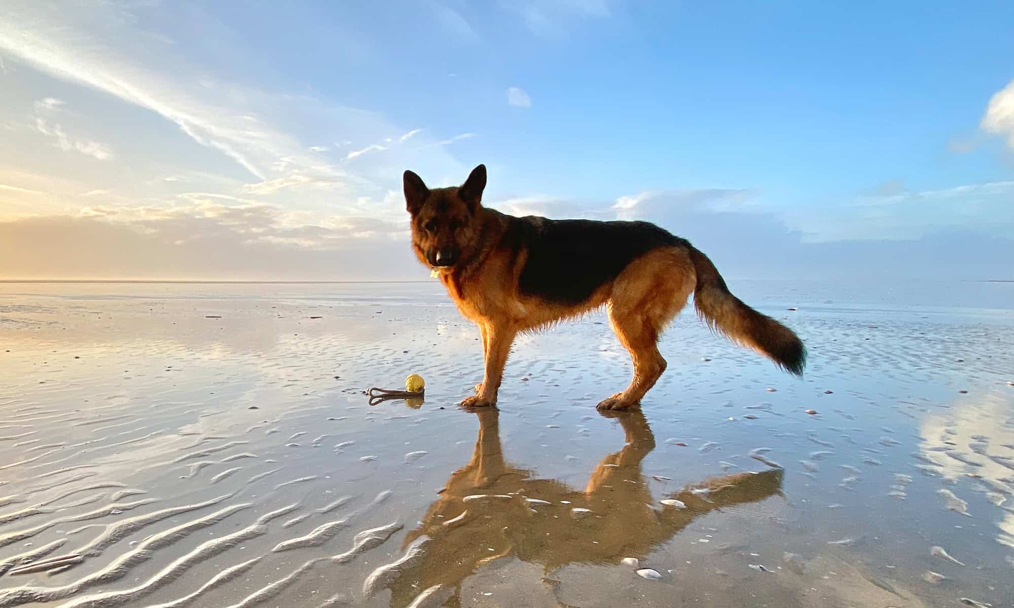A german shepherd playing on the beach