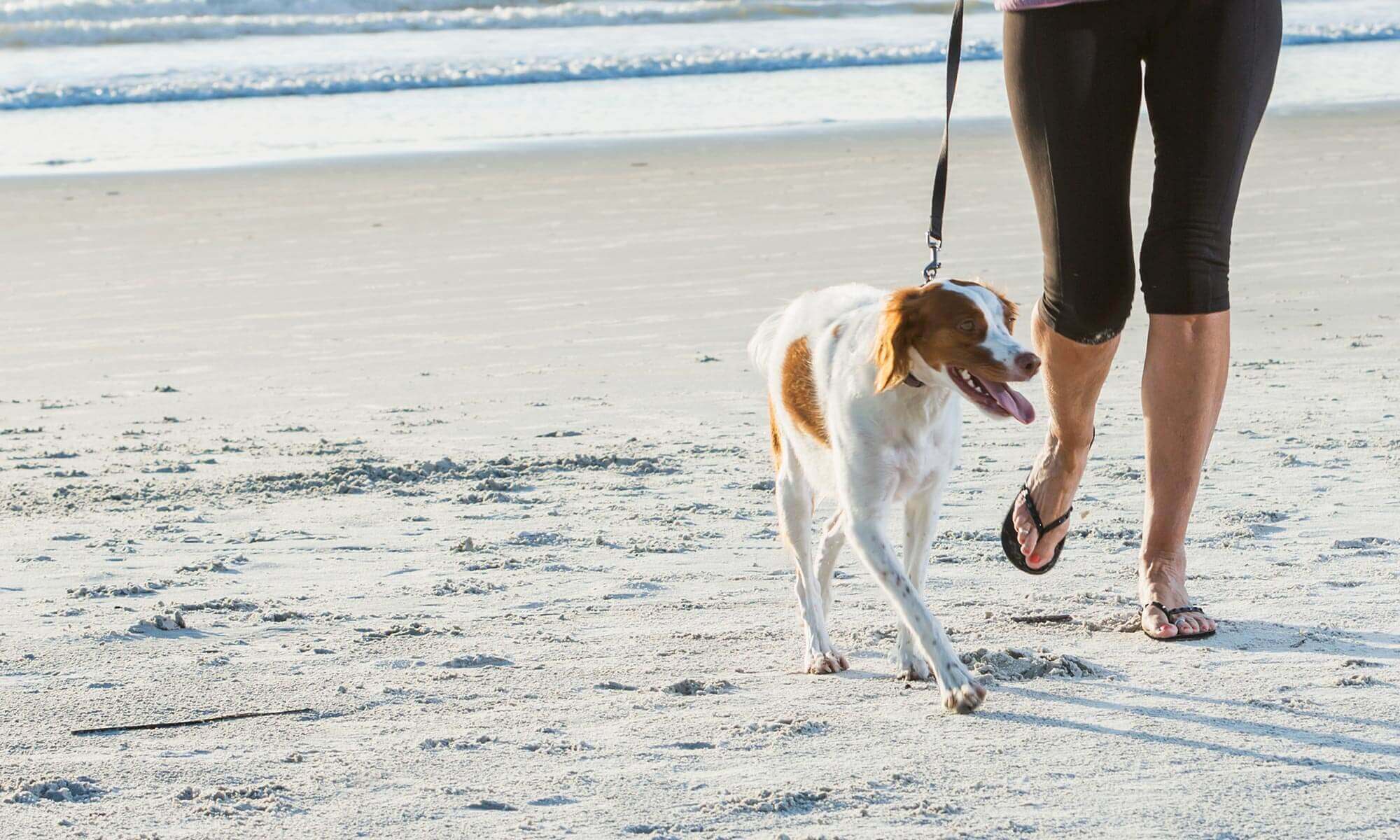 A dog walking on the beach