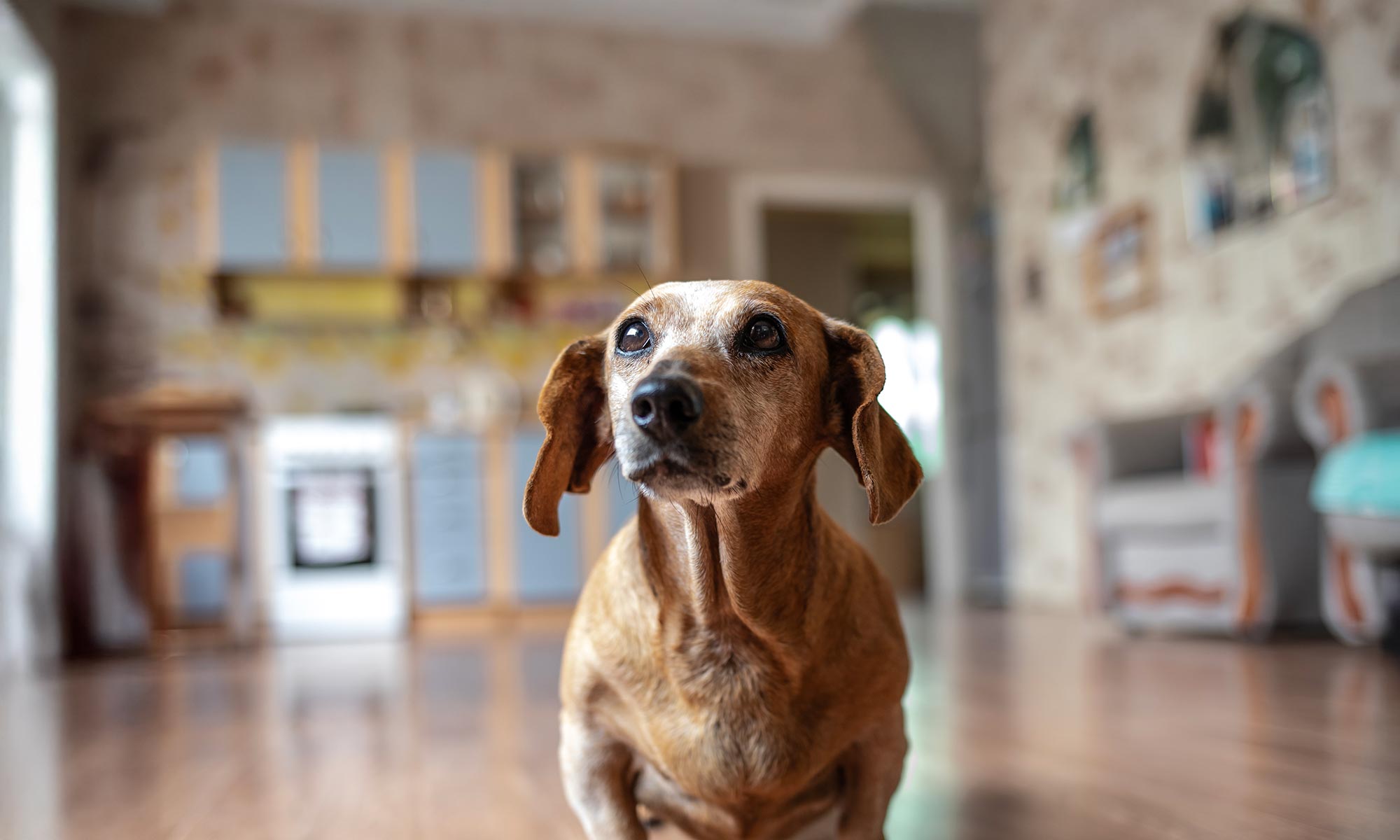 An older dog