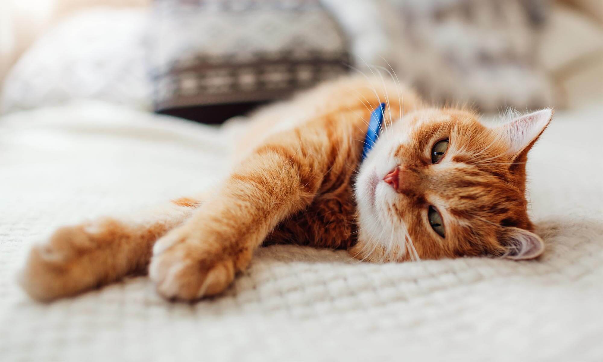 A cat stretching out