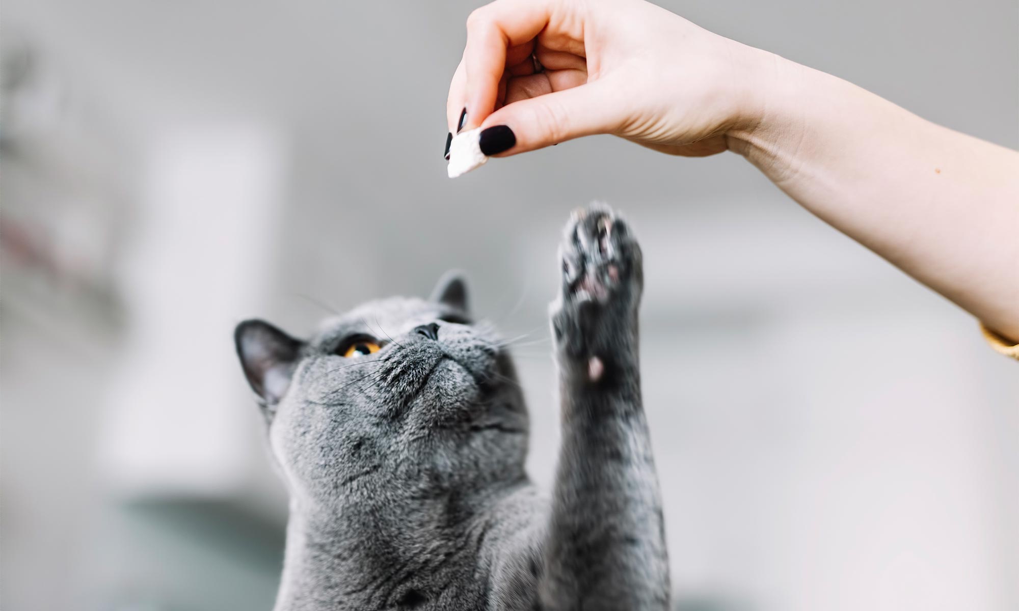 A cat reaching for a treat