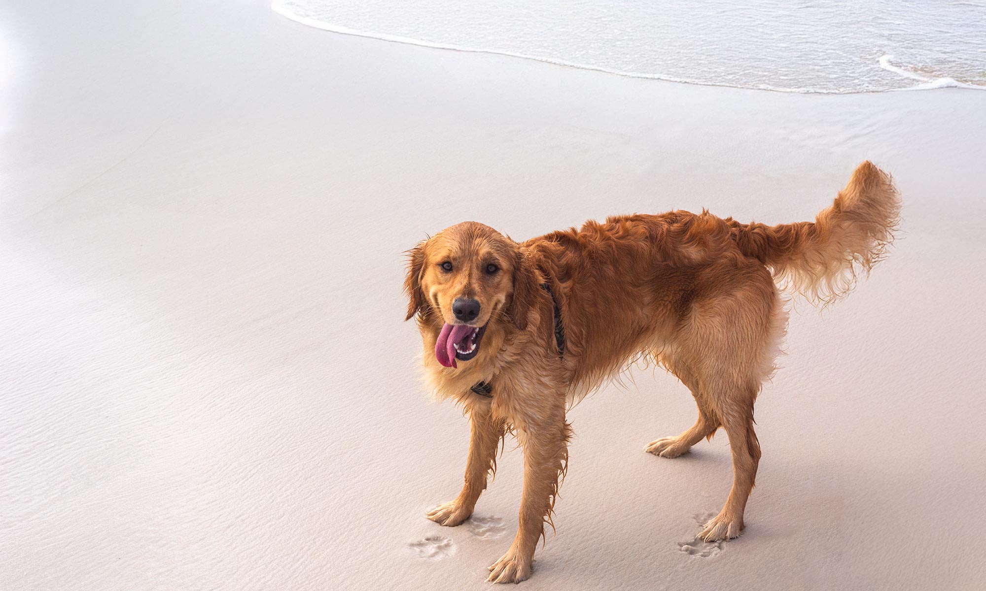 A golden retriever on the beach