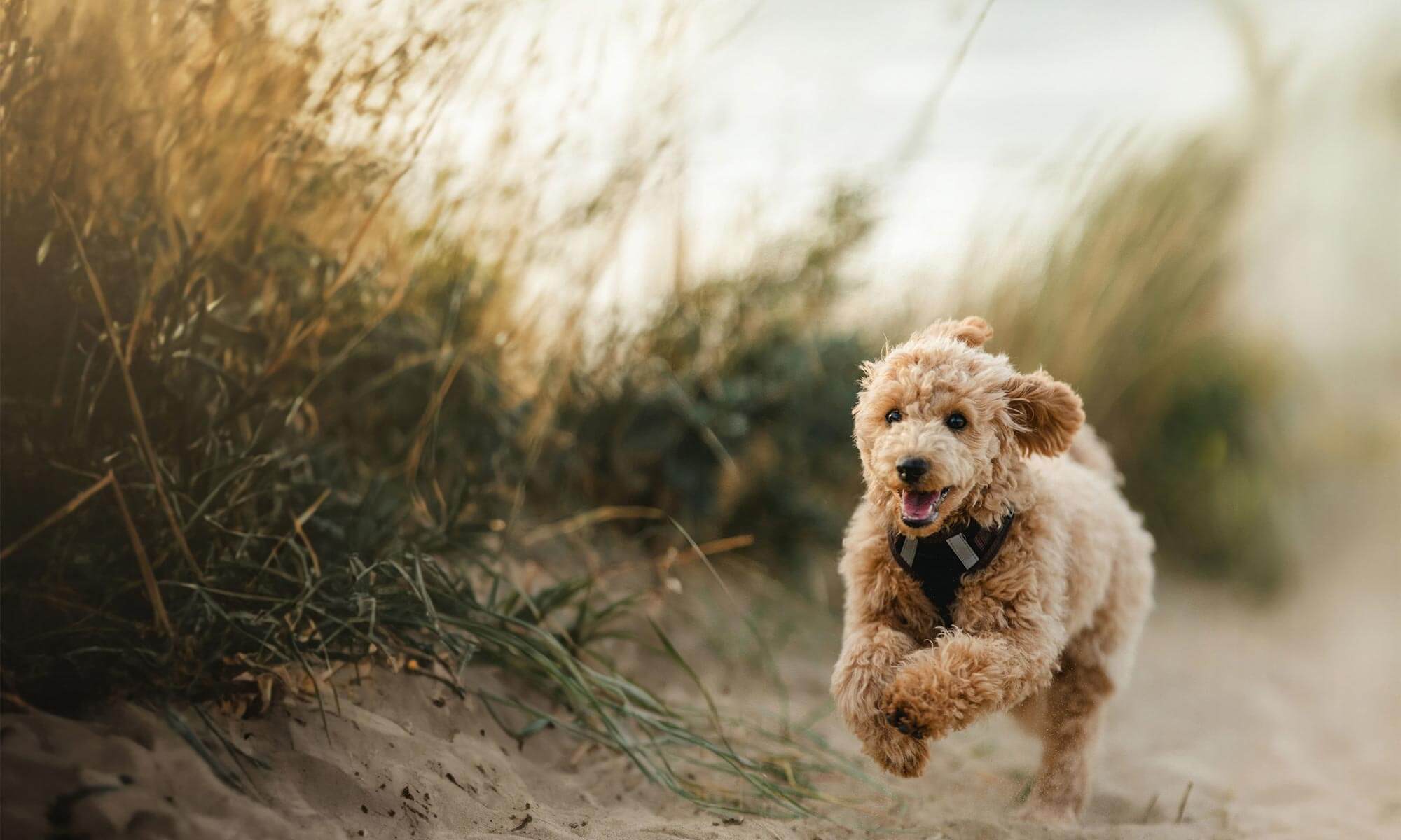 A running dog on a beach