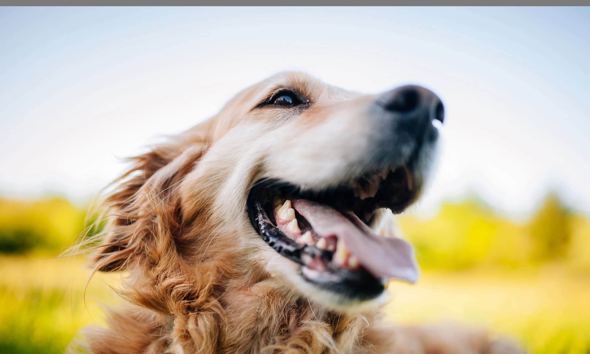 A happy golden retriever