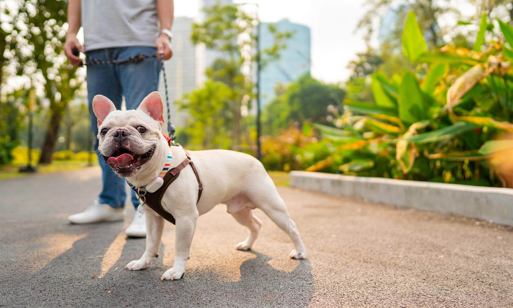A dog out for a walk
