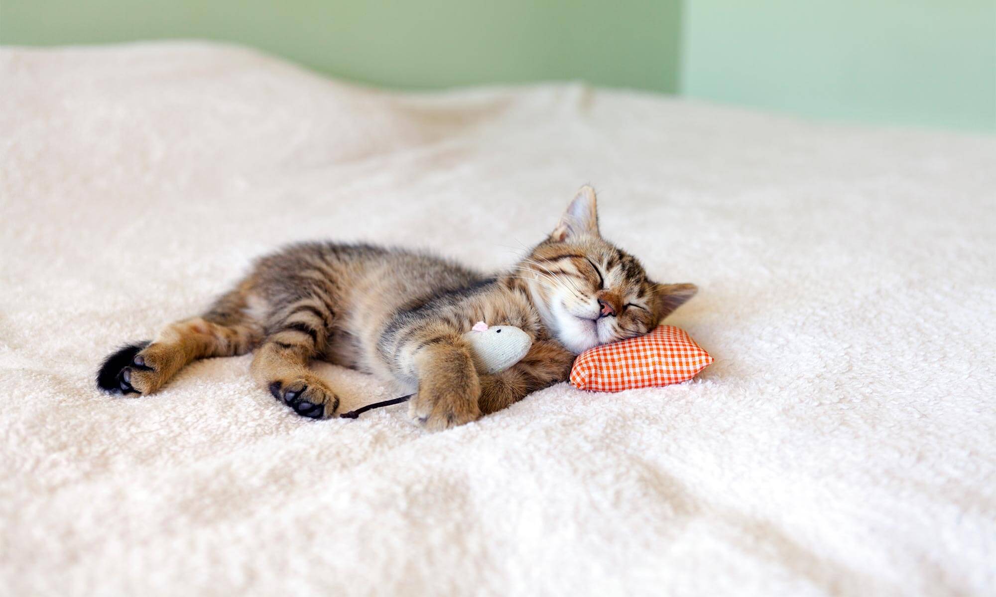 A sleeping kitten