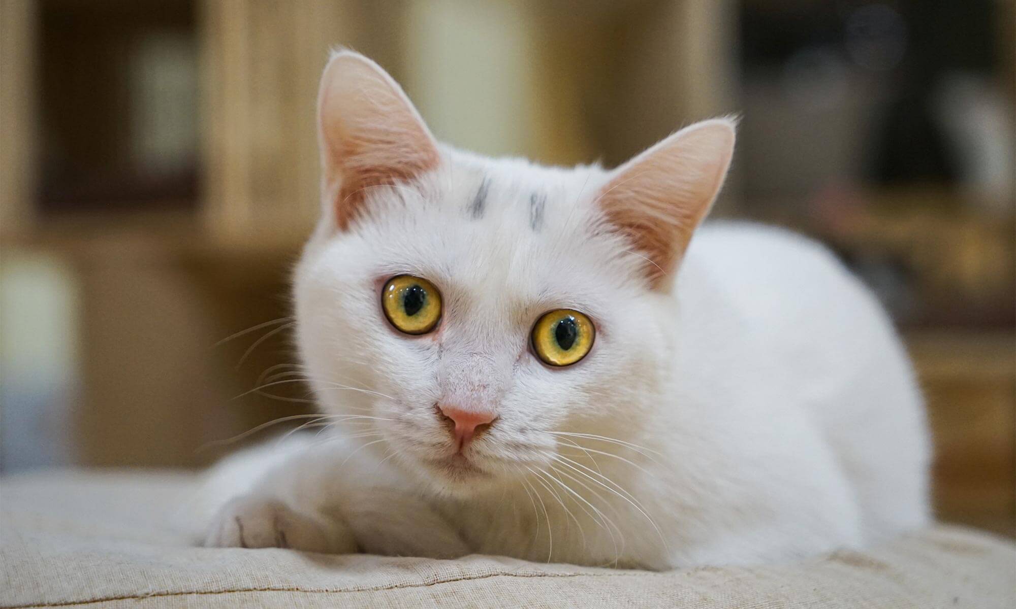 A white cat with golden eyes