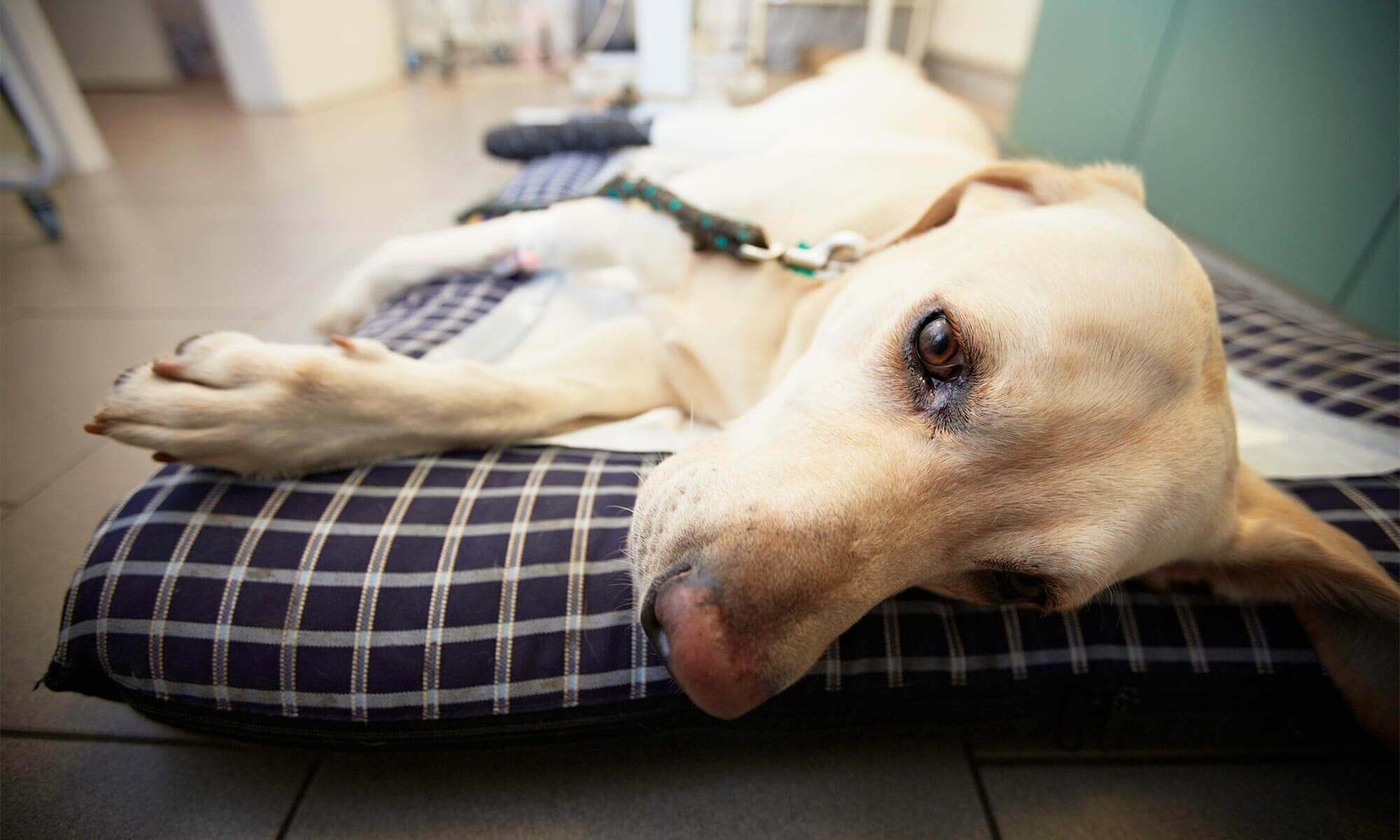 A dog at the emergency vet