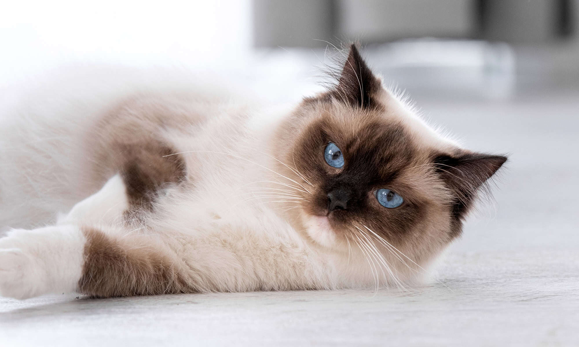 A siamese cat